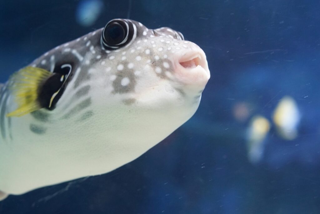 しながわ水族館・ハコフグ