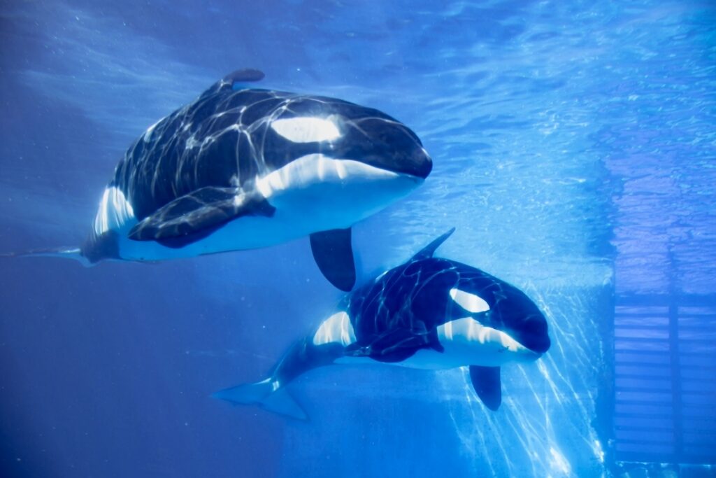 名古屋港水族館のシャチ